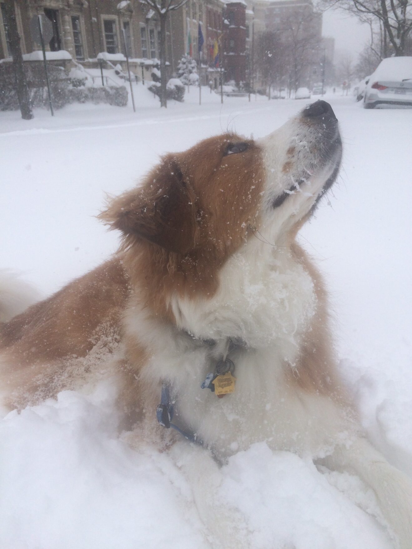 Benji in the Snow